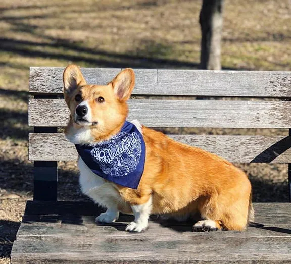 Eagles football dog bandanna, doggo duds by exit343design, Philadelphia dog bandanna, Philly tailgate bandanna